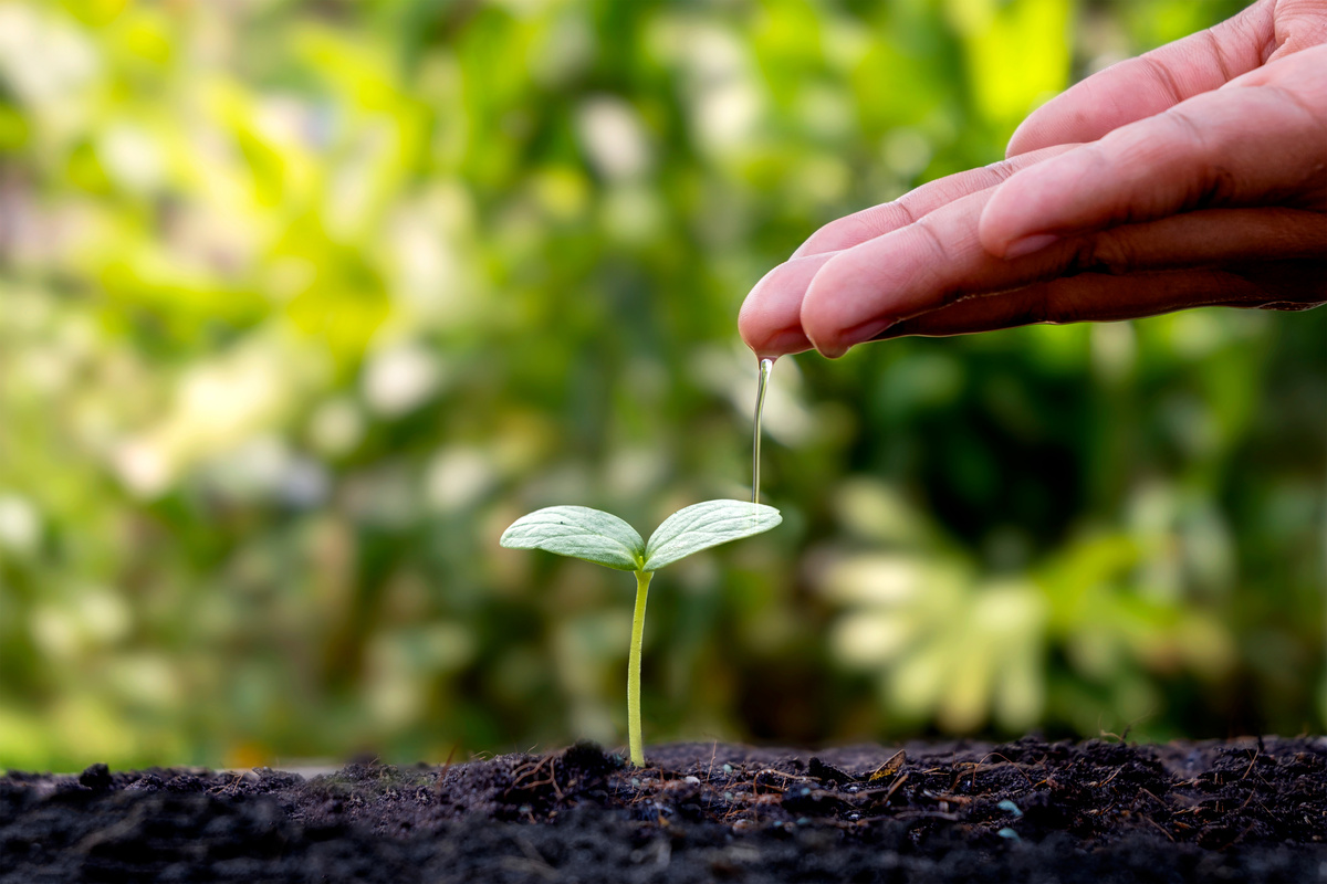 Hand Watering a Seedling 